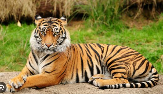 पर्सा राष्ट्रिय निकुञ्जद्वारा ‘बाघ मित्र’ अभियान सञ्चालन, वन्यजन्तु क्षति न्यूनीकरणमा जोड